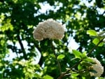 White Hydrangea