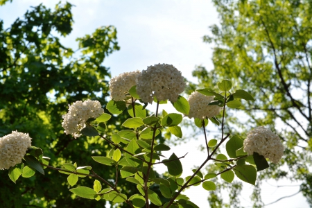 Scenic Spring - spring flowers, white flowers, white hydrangea, hydrangea, Scenic Spring