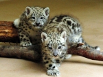 Snow Leopards