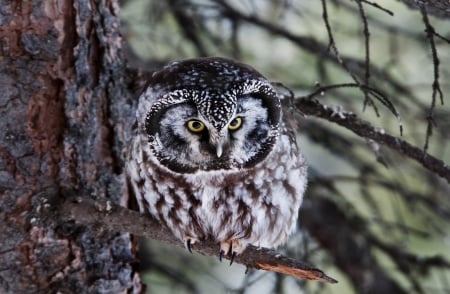 Owl - animals, limb, bird, white, nature, forest, tree, owl, gray