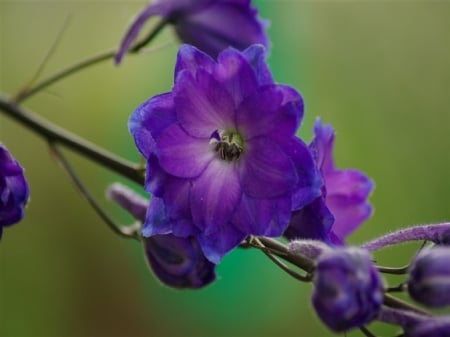 Delphinium Pagans Purple - nature, pagan, purple, stem, flower, petals, delphinium