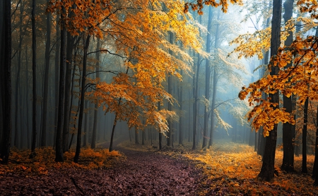 Hidden Beneath The Leaves - trees, golden atmosphere, autumn leaves, path, morning fog, forest, beautiful, white carpathians mountains, magic light