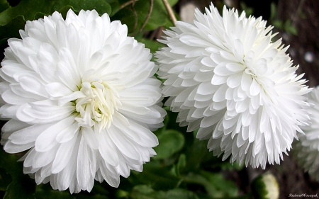 White daisies - daisy, white daisies, white flowers, daisies