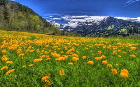 * A field full of dandelions * - fields, dandelions, popoular, wallpaper, field, mountains, nature, flowers, flower fields, landscapes, flower