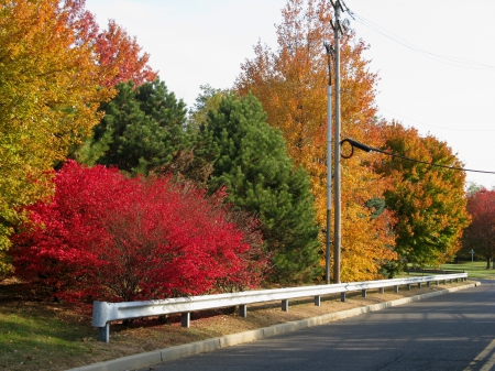 New Jersey autumn - new jersey, trees, nature, autumn