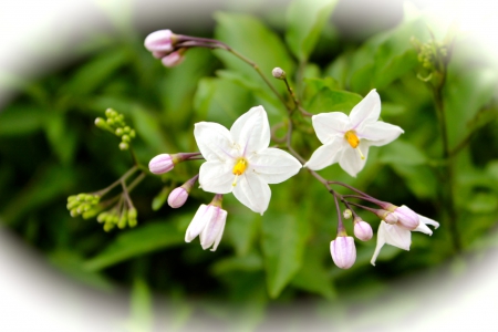 pretty white flowers - white flowers, flowers, small flowers, spring