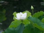 White Lotus