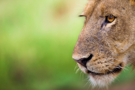 Lion - lion, face, big cat, wild life