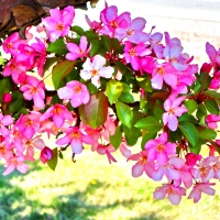 Apple Blossoms