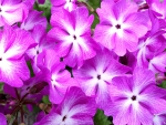 Lobelia