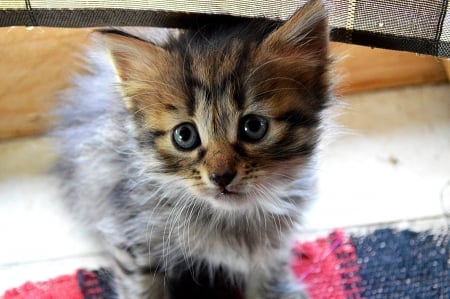 Cat - hat, pretty, cat face, beautiful, lovely, paws, cat, kitten, cute, cats, face, sleeping, animals, kitty