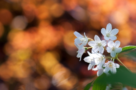 Spring - lovely, spring, nature, pink, beautiful, green, flowers, photo, cute, flower