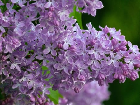 Spring - flower, pink, cute, beautiful, flowers, photo, spring, lovely, nature, green