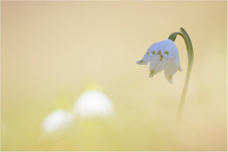 Spring - lovely, spring, nature, pink, beautiful, green, flowers, photo, cute, flower