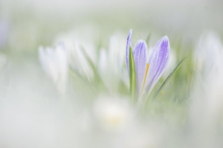 Spring - lovely, spring, nature, pink, beautiful, green, flowers, photo, cute, flower