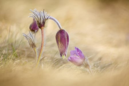 Spring - flower, pink, cute, beautiful, flowers, photo, spring, lovely, nature, green