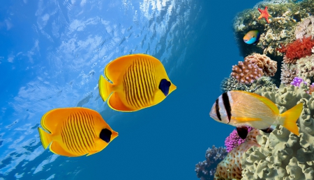 ♥Tropical Reef♥ - coral, reef, underwater, fishes, ocean