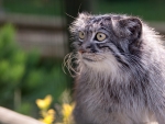 Pallas cat