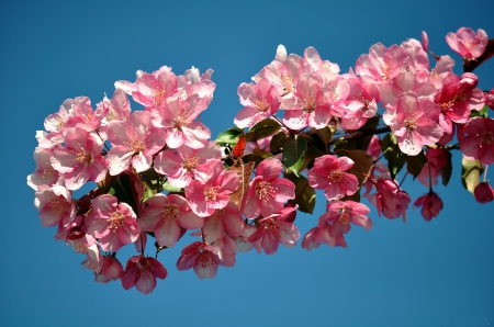 * Flowering twig * - flowers, flower, nature, tweg