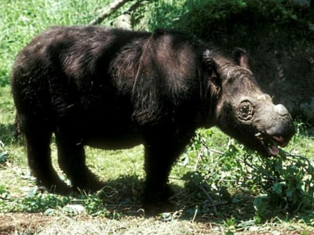 Sumatran rhino - rhinoceros, wild, 100, endangered