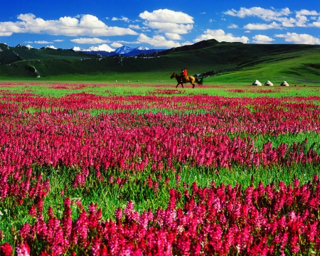 Flower field - nature, sky, tulips, field, flowers