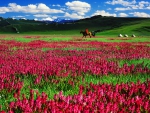 Flower field