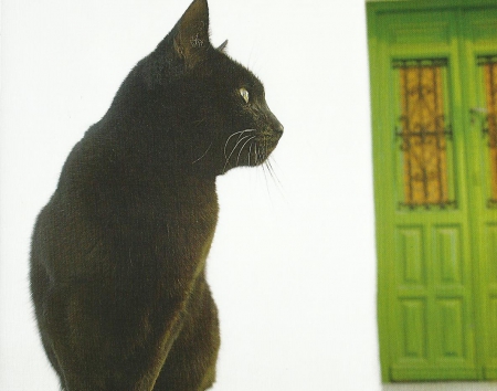 Cat - black, door, cute, paws, cat