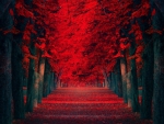 Red path