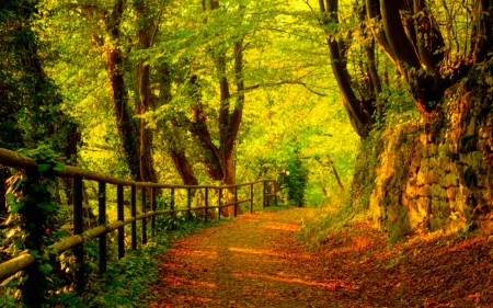 Forest park - path, forest, nature, park