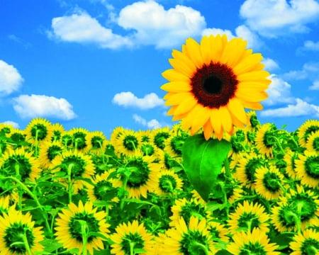 Flower field - sky, flowers, field, sunflowers, nature