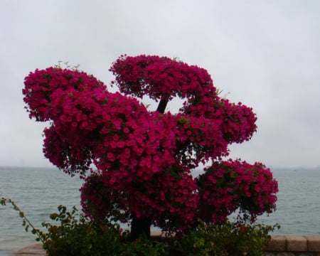 Bonsai   - bonsai, nature, beach, red