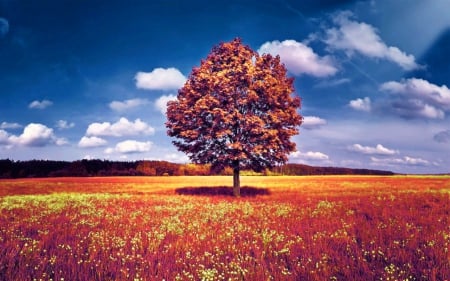 Tree in the field - field, sky, tree, nature