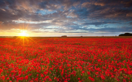 Flower field - nature, sky, field, flowers