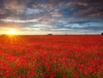 Flower field