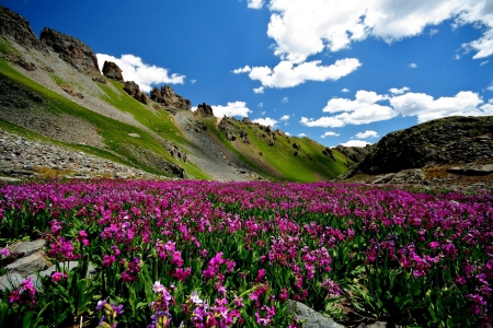 * Beautiful field * - flowers, field, flower, nature