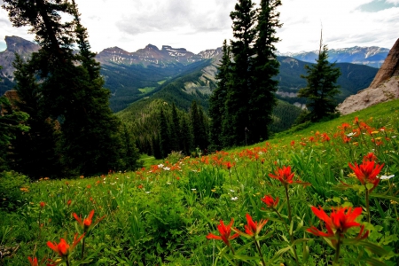 * Field * - nature, field, flowers, flower