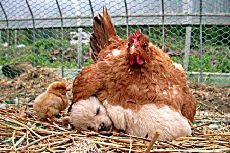 Hen - red, chick, hay, pup