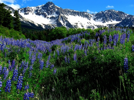 * Blue field * - flower, mountains, flowers, field, nature