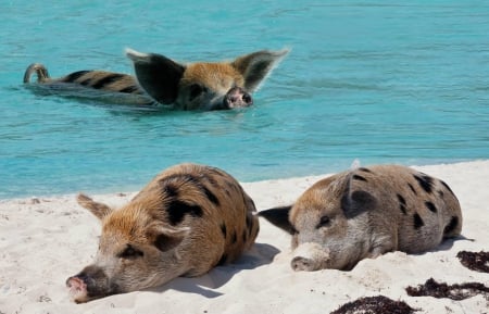 pigs paradise - on, the, swimming, beach