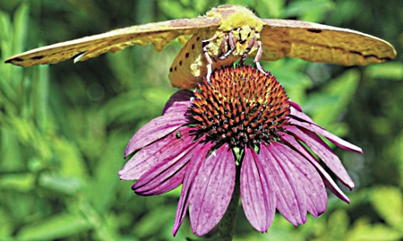 Moth - on, a, flower, sits