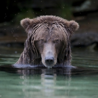 brown bear