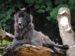 Black Wolf