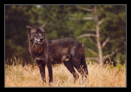 Black Wolf - canislupus, wallpaper, black, wolf, wolves, white, wisdom, wolf art, timber, howling, saying