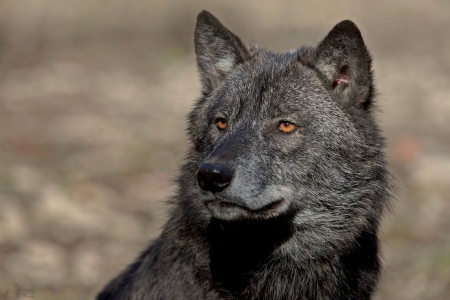 black wolf - canislupus, wallpaper, black, wolf, wolves, white, wisdom, wolf art, timber, howling, saying