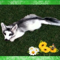 Mr Marble Fox