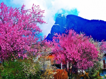 Spring Blossoms - red, trees, mountain, blue