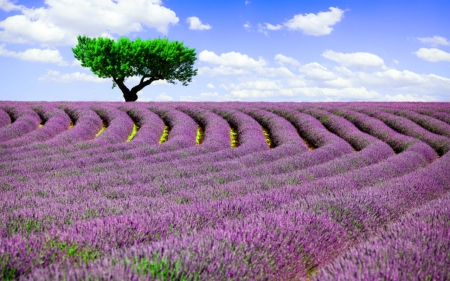 Purple field - field, purple, tree, nature