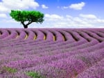 Purple field