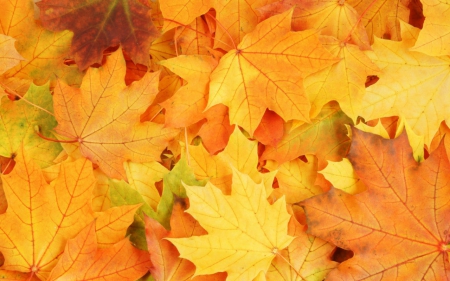 Autumn leaf - yellow, nature, leaf, autumn