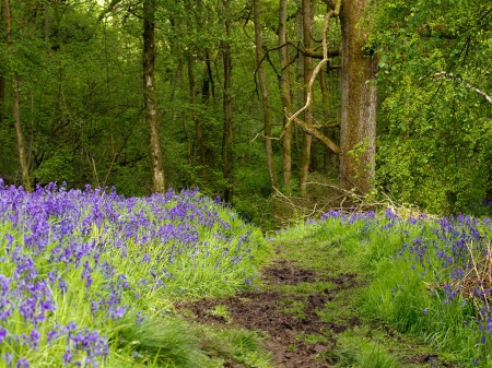 Bluebell Path - nature, trees, forest, blue bells, flowers, grass, path